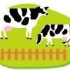 健康になるための乳製品の選び方2　家畜の育ちによる牛乳の品質と安全なもの